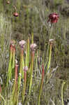 Crimson pitcherplant